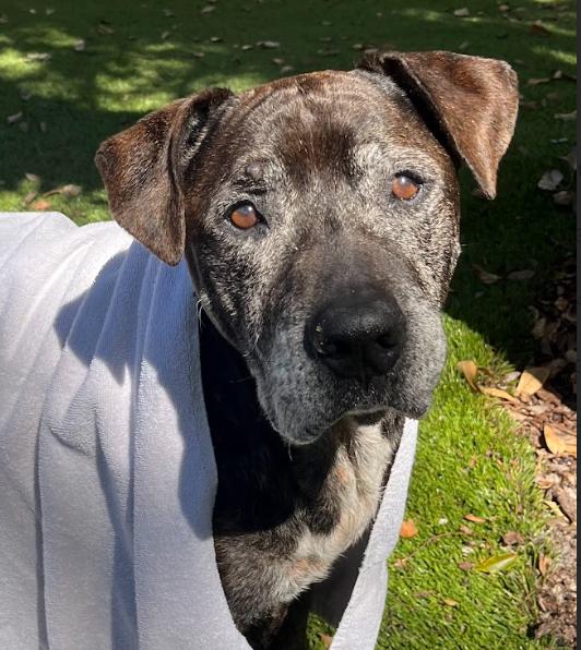 Lucho, a Adoptable mixed breed in Palm Harbor, FL image 2/6