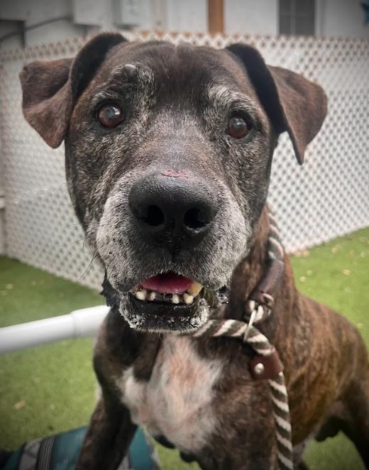 Lucho, a Adoptable mixed breed in Palm Harbor, FL image 3/6