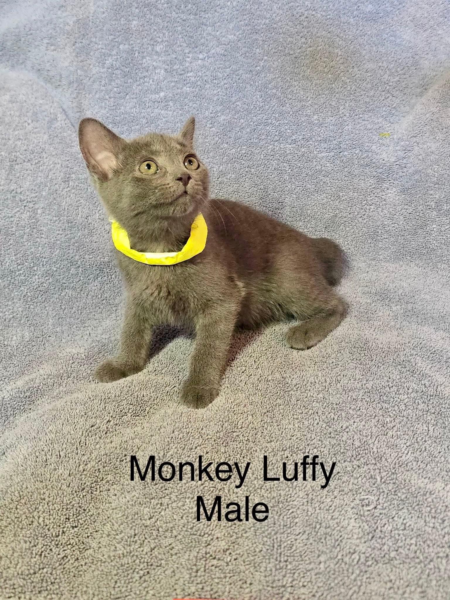 Enlarge Luffy, a Adopted Domestic Short Hair in hinckley, IL image 2/2