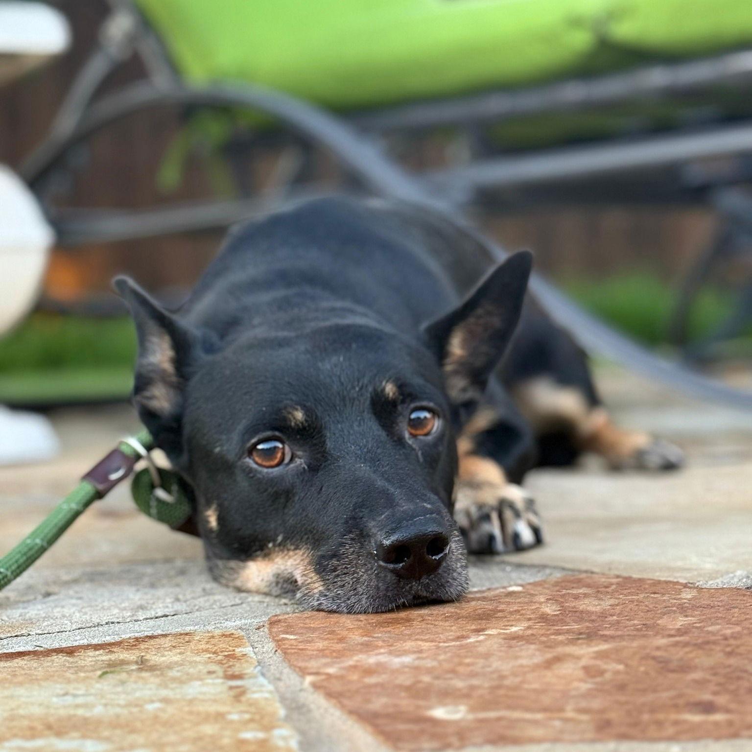Enlarge Gator, a Adopted Lancashire Heeler in Dallas, TX image 1/2