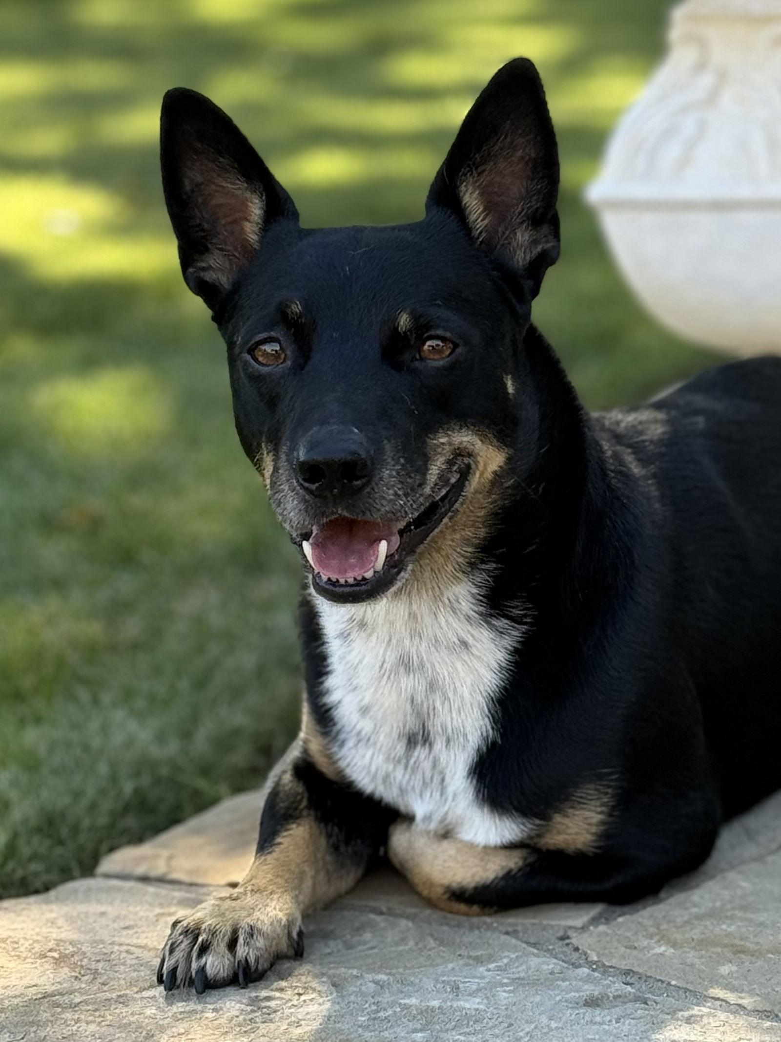 Enlarge Gator, a Adopted Lancashire Heeler in Dallas, TX image 2/2