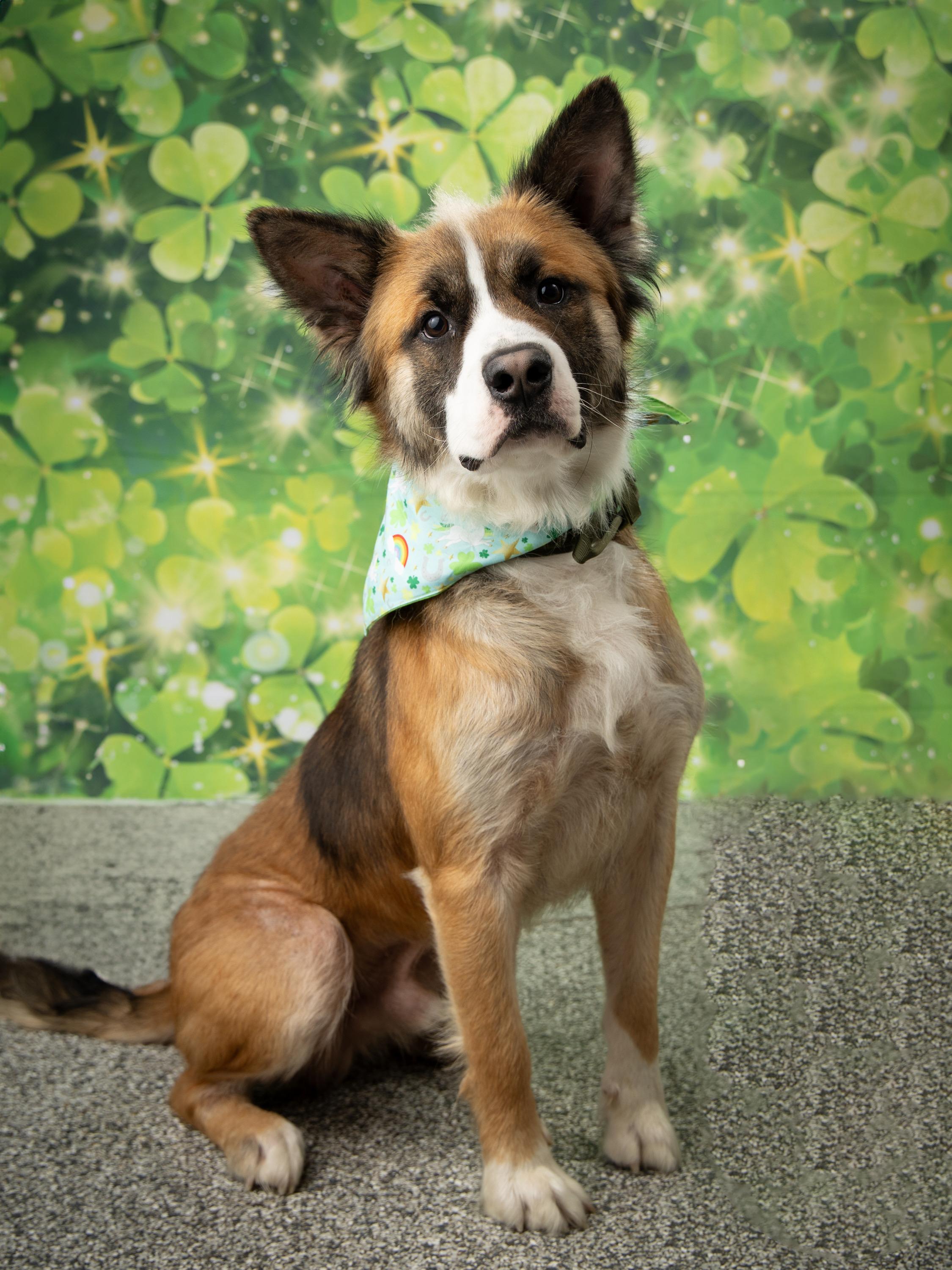 Enlarge Anakin , an adopted Mixed Breed in Blue Springs, MO image 1/1