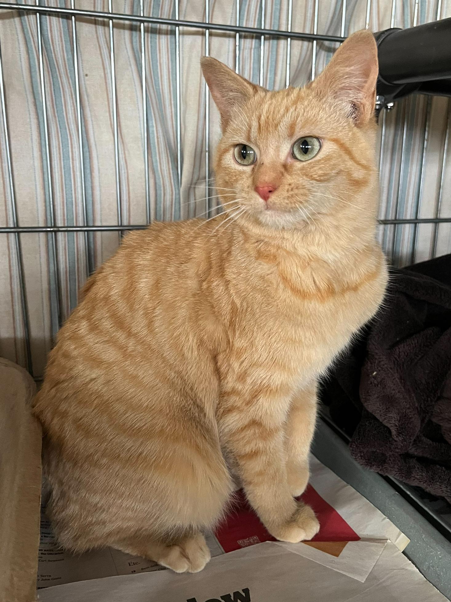 Janie — thumbnail 3