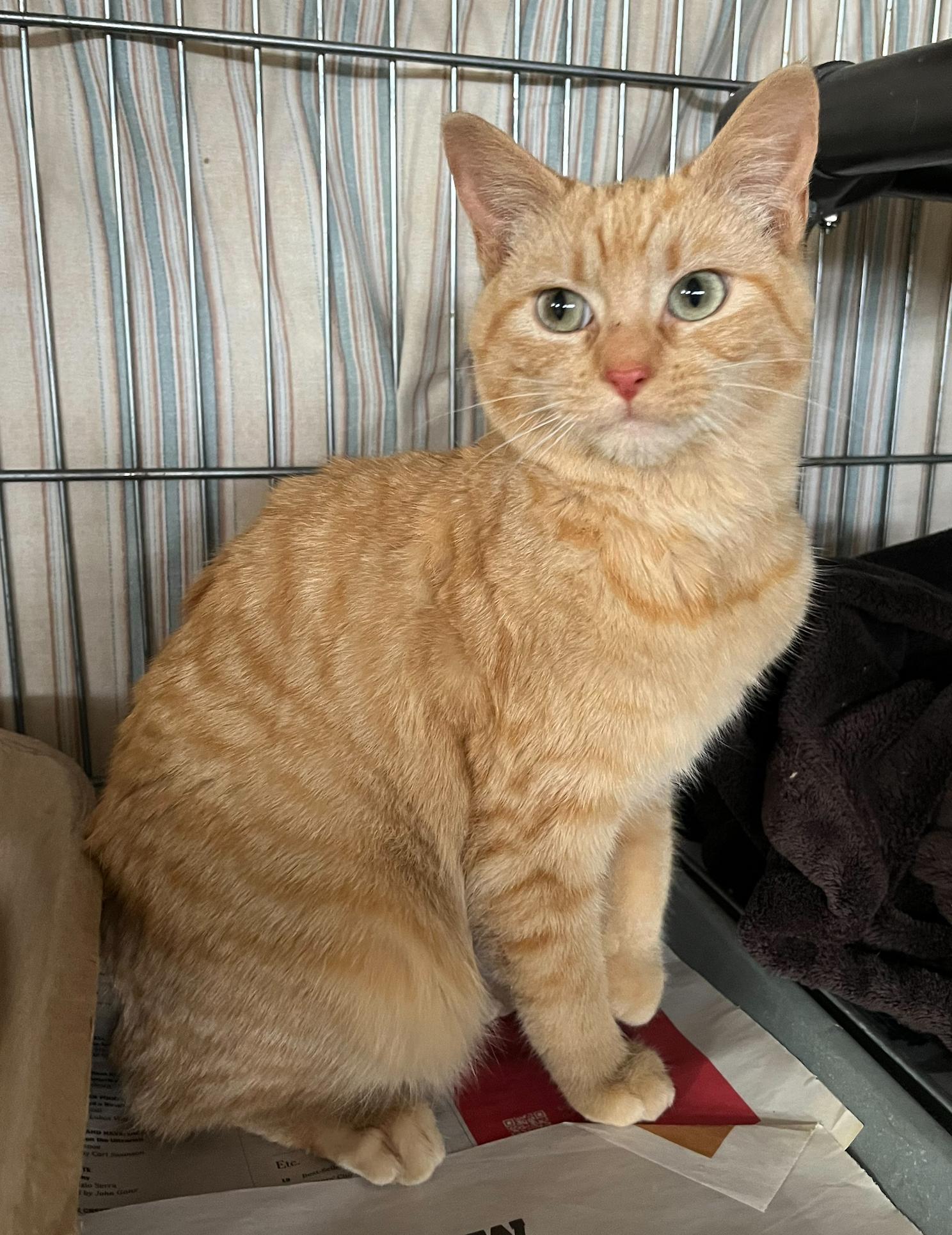 Janie — thumbnail 4