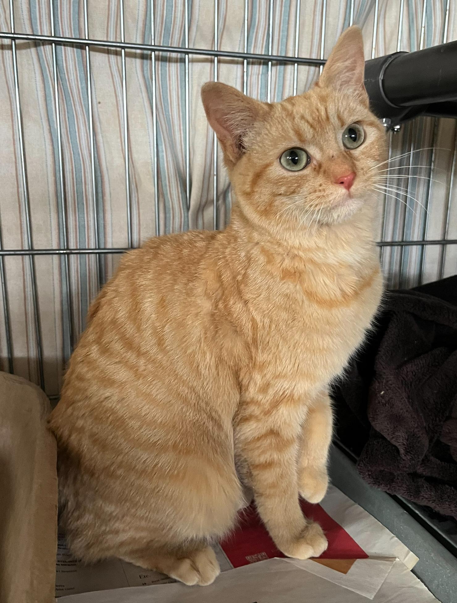 Janie — thumbnail 5