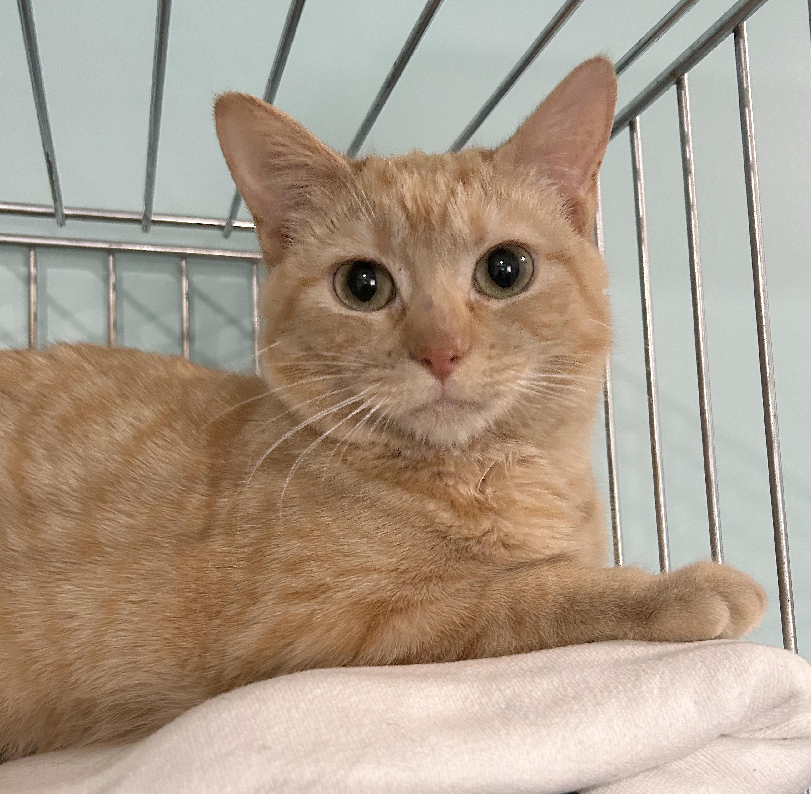 Janie — thumbnail 6