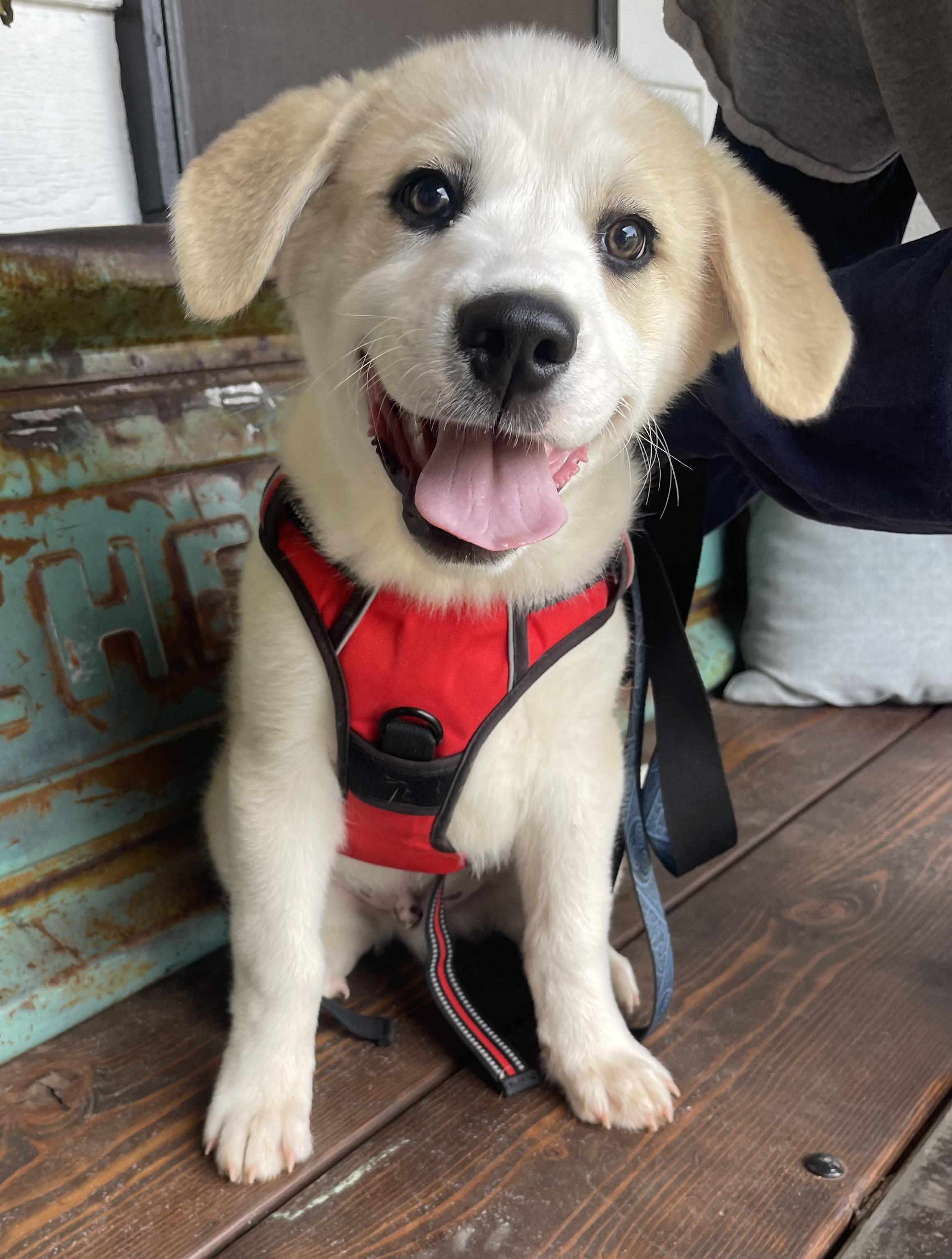 Appa, Adoptable, Puppy Male Great Pyrenees.