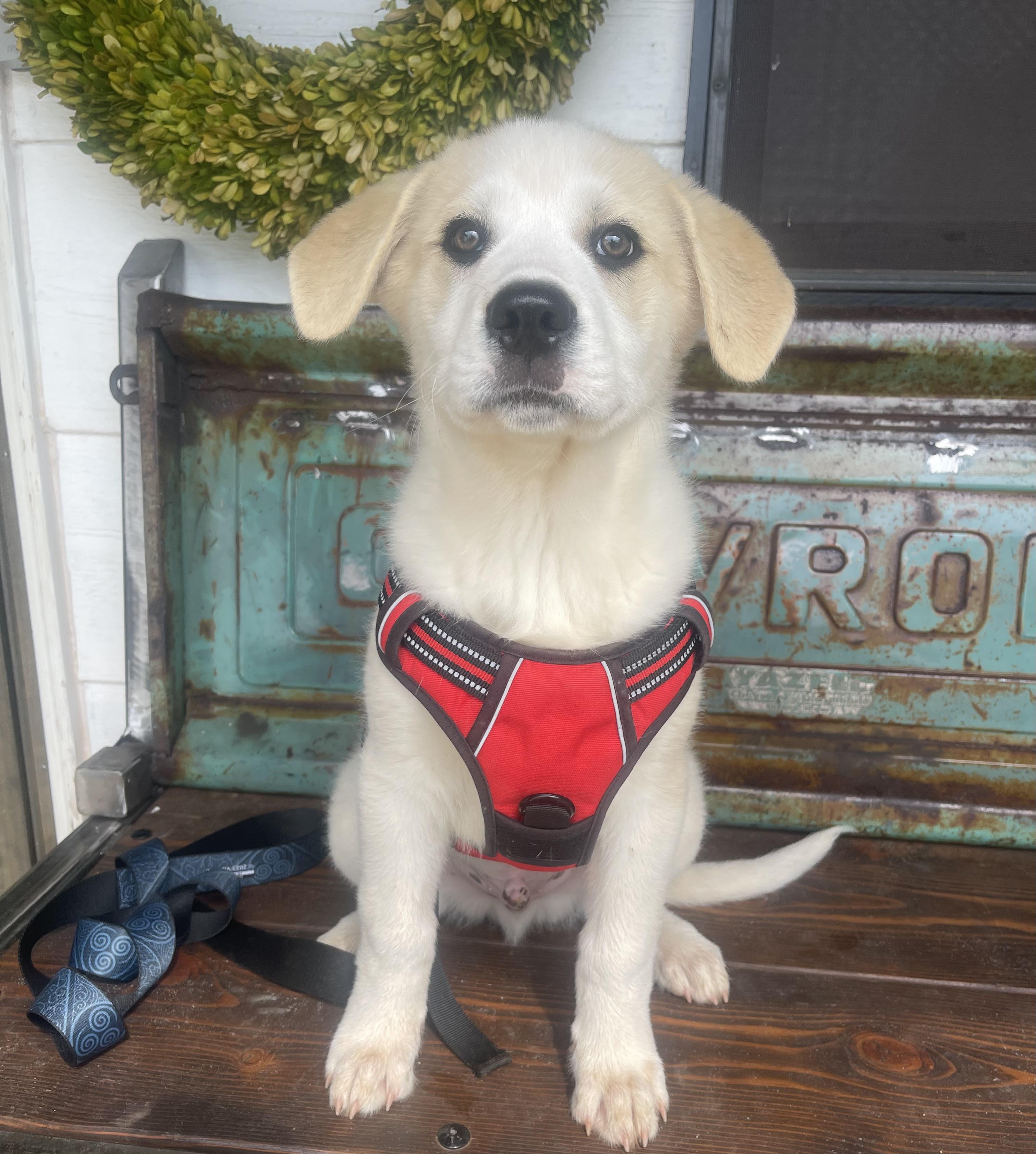 Enlarge Appa, a Adoptable mixed breed in Noble, OK image 5/5