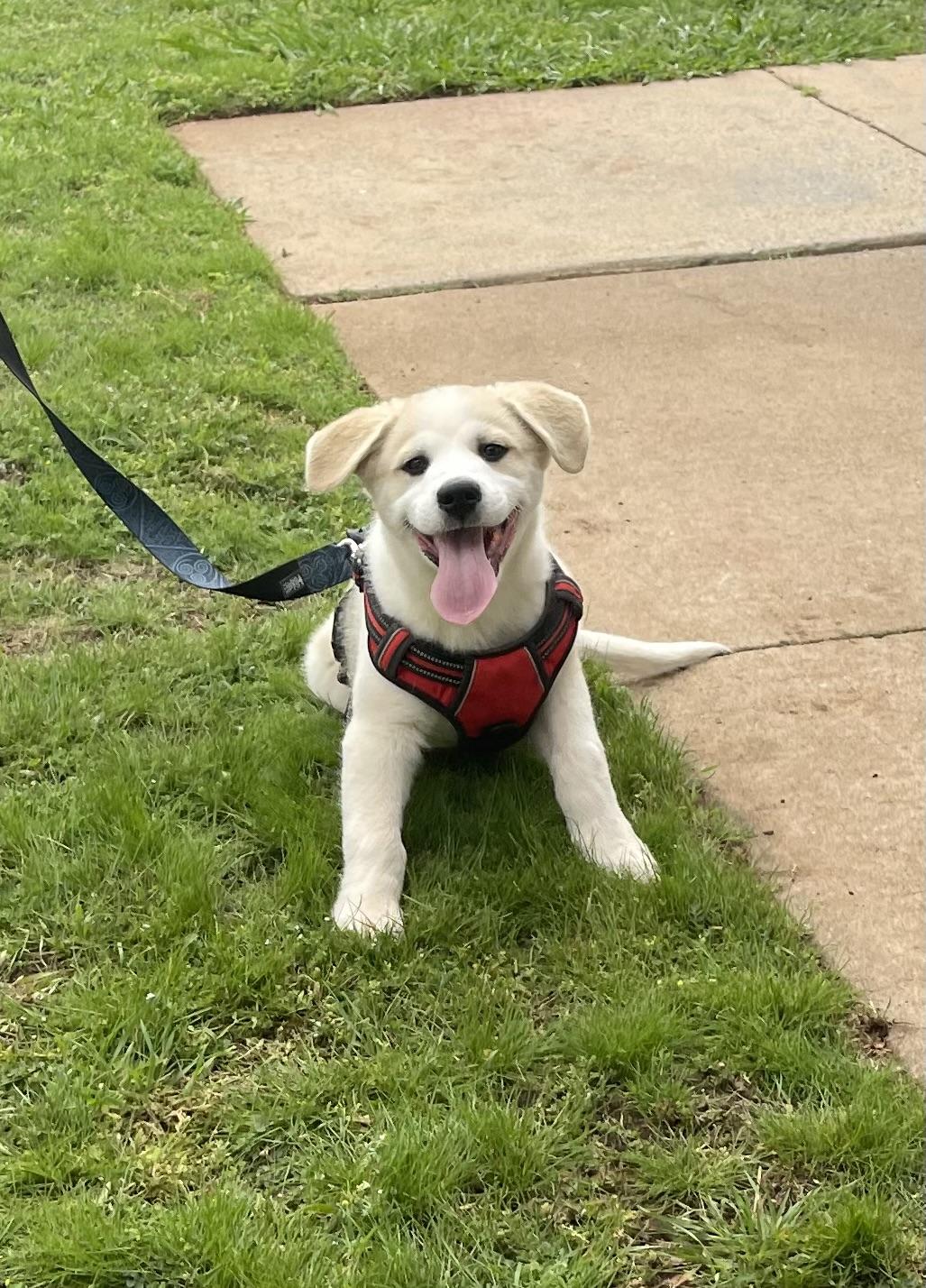 Enlarge Appa, a Adoptable mixed breed in Noble, OK image 3/5