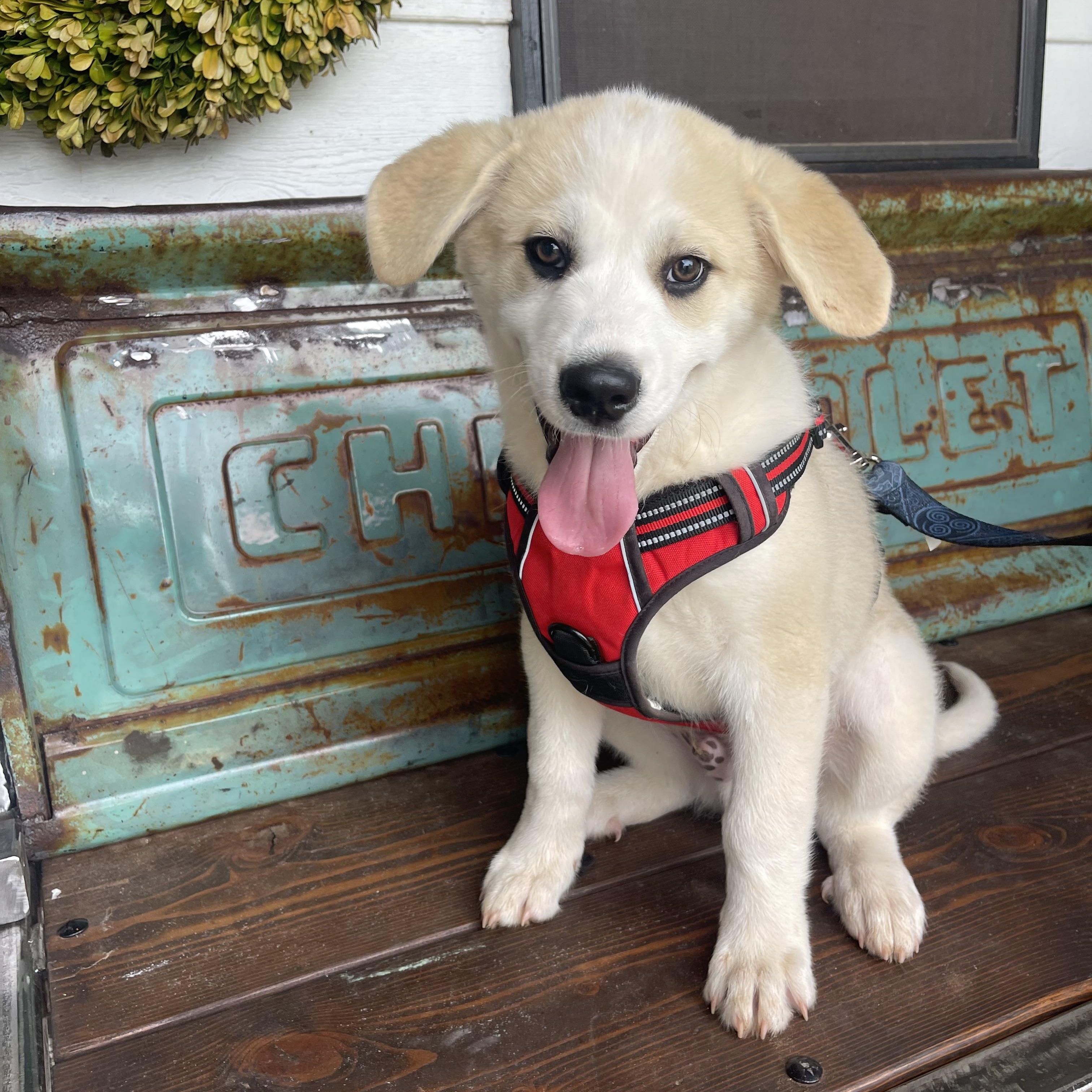 Enlarge Appa, a Adoptable mixed breed in Noble, OK image 4/5