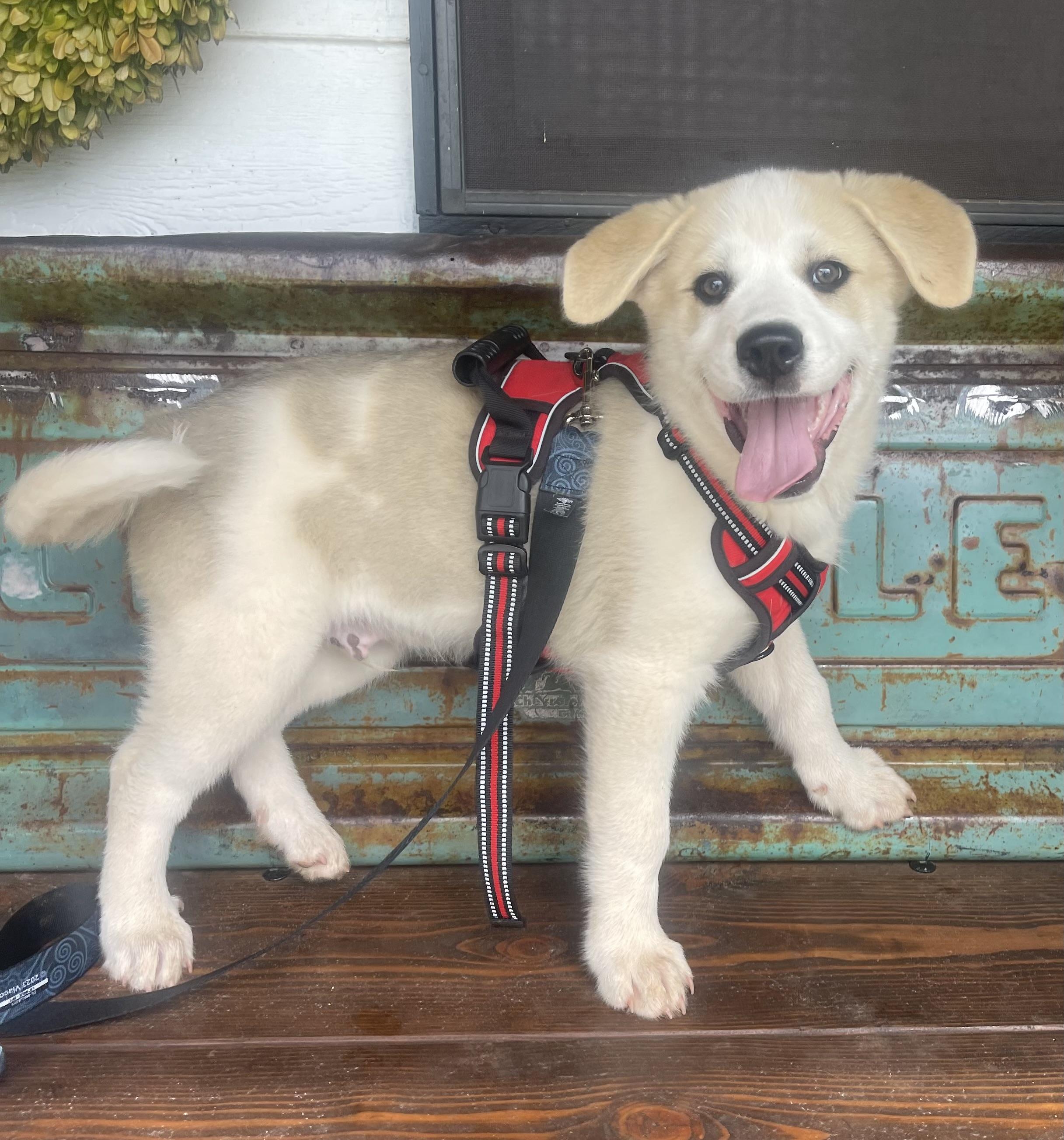 Enlarge Appa, a Adoptable mixed breed in Noble, OK image 2/5