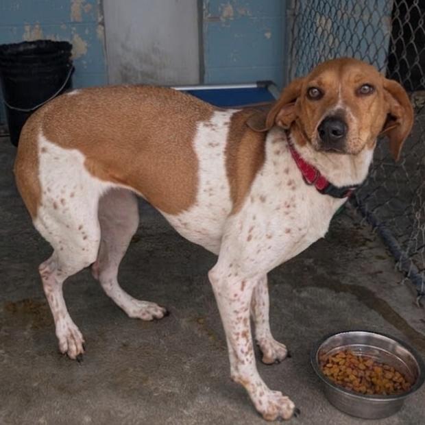 Bailey Mae, Adoptable, Adult Female Coonhound.