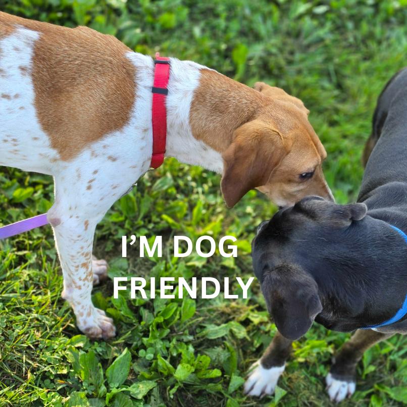 Bailey Mae, Adoptable, Adult Female Coonhound.