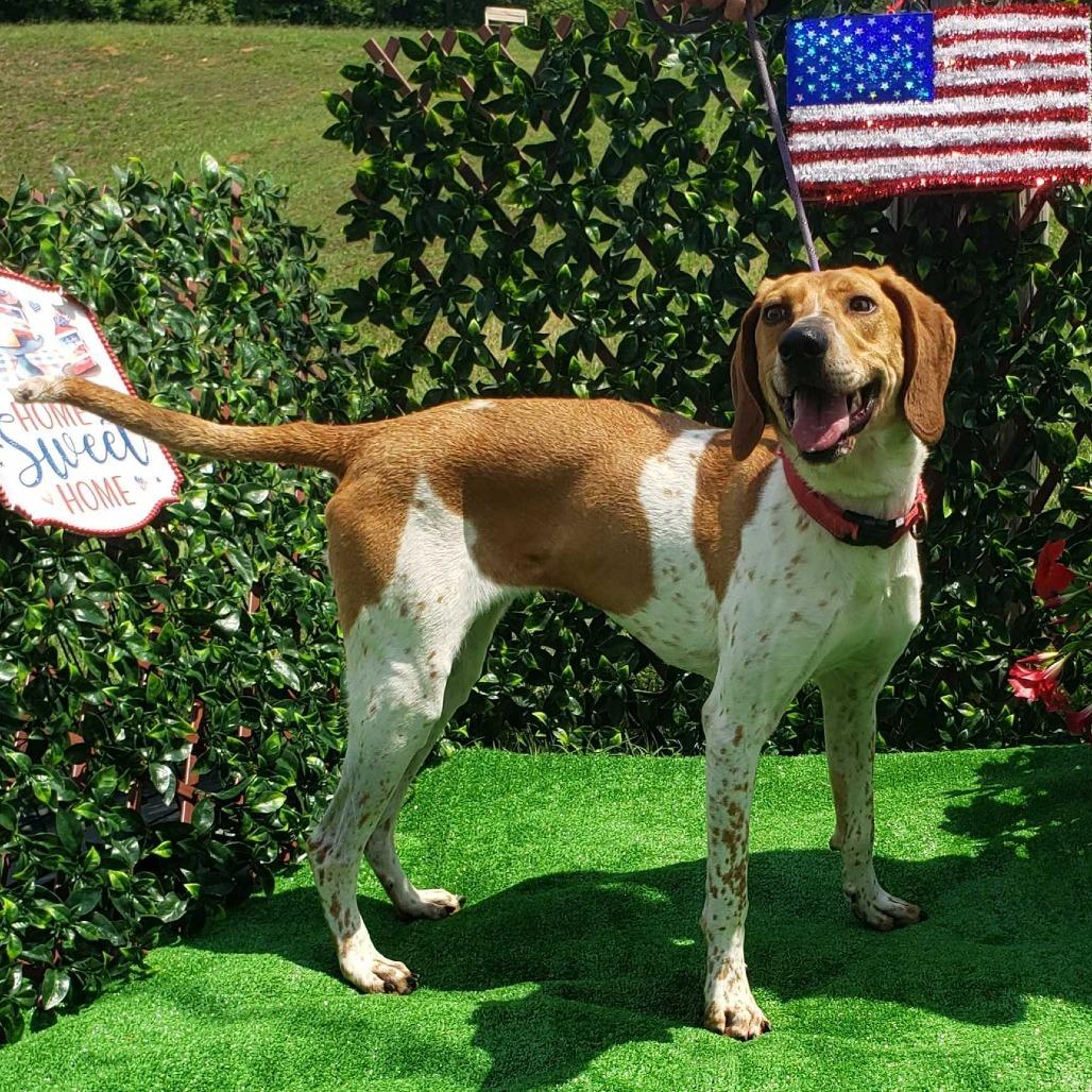 Bailey Mae, a Adoptable Coonhound in Jefferson city, TN image 2/2