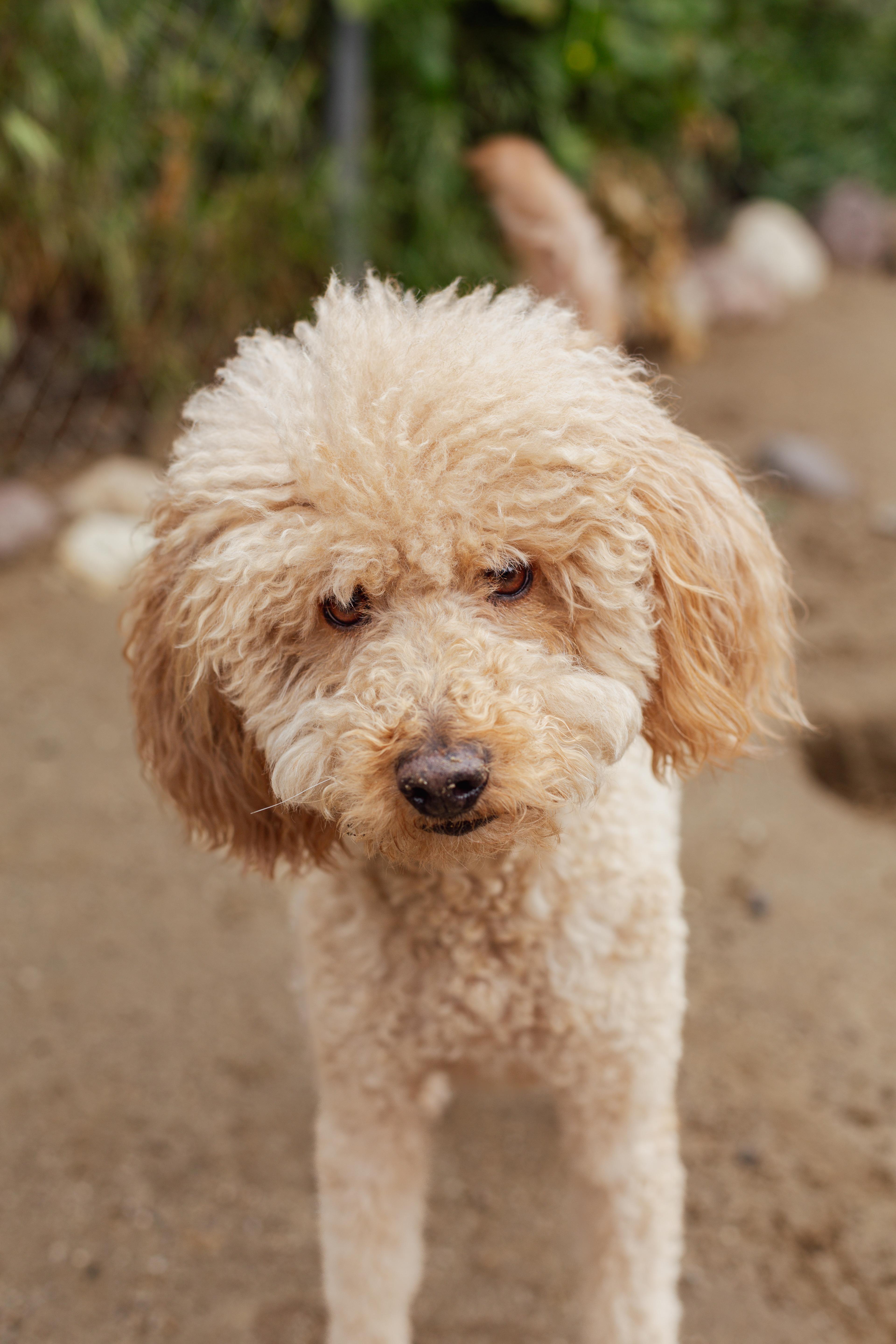 Mick, Adoptable, Adult Male Goldendoodle.