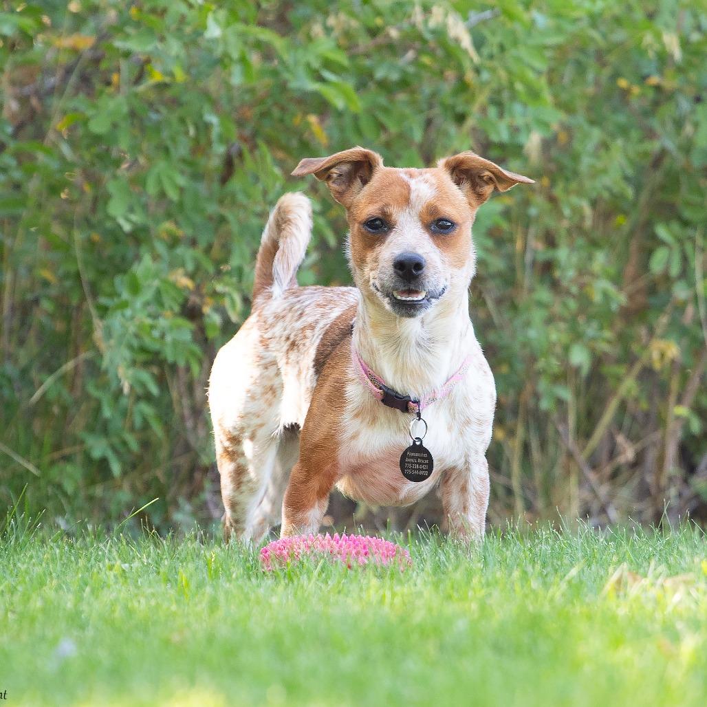 JoJo, Adoptable, Young Female Dachshund & Australian Cattle Dog / Blue Heeler.