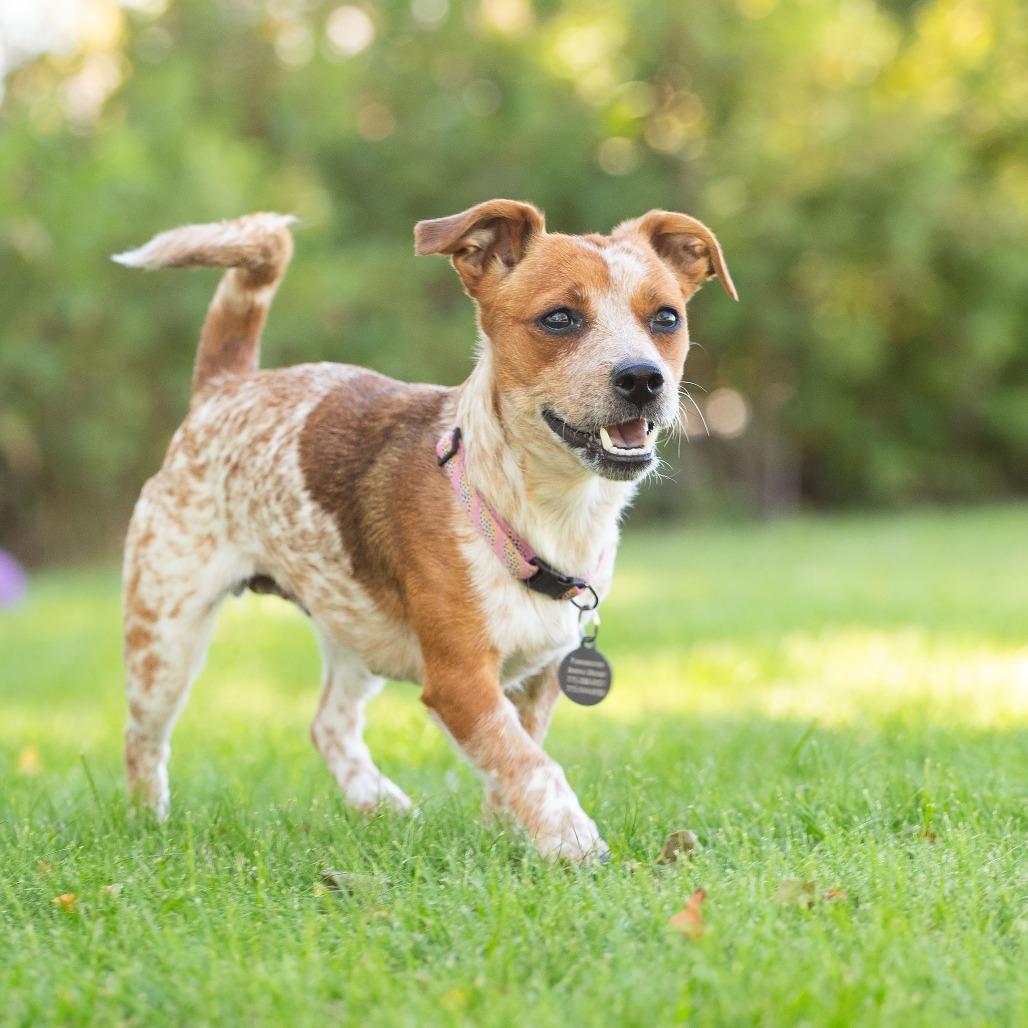 JoJo, a Adoptable mixed breed in Washoe Valley, NV image 2/6