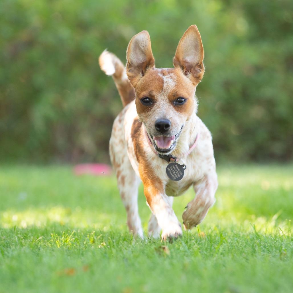 JoJo, a Adoptable mixed breed in Washoe Valley, NV image 3/6