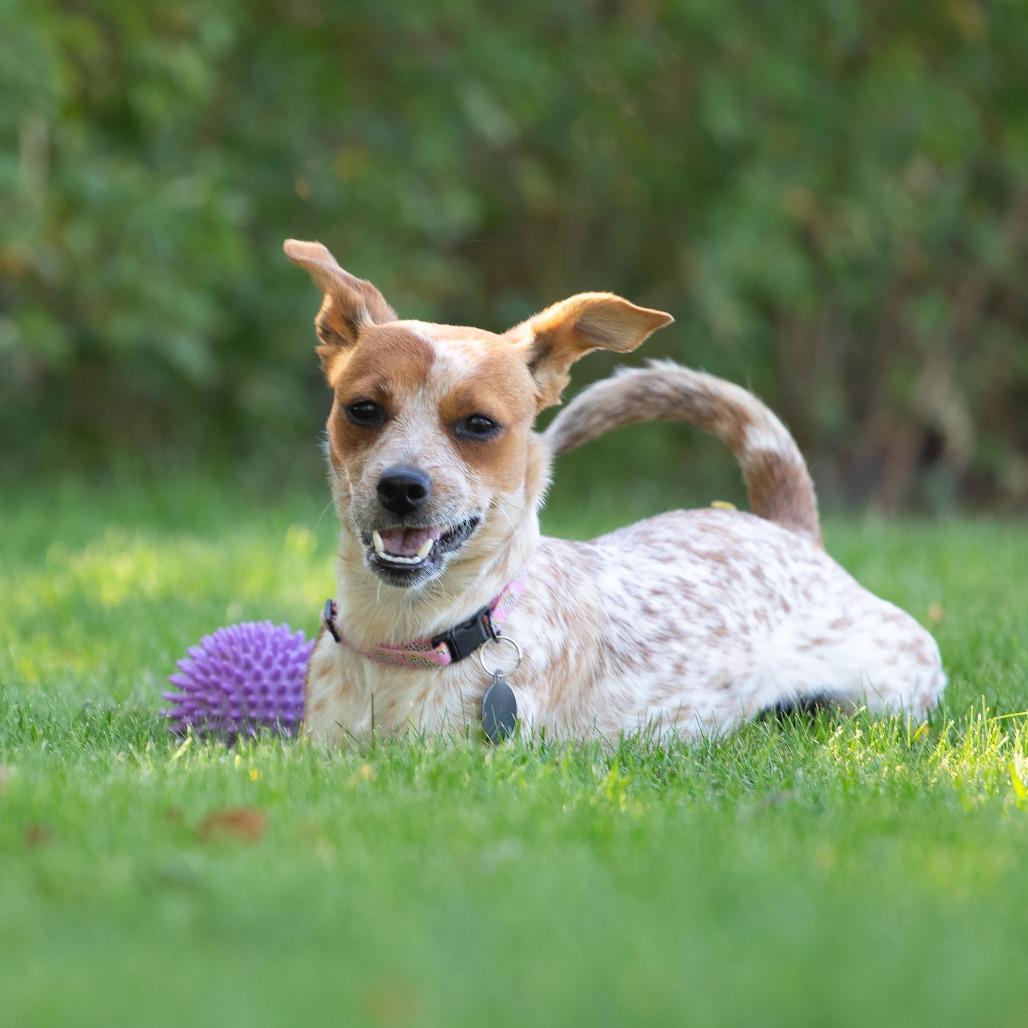 JoJo, a Adoptable mixed breed in Washoe Valley, NV image 4/6