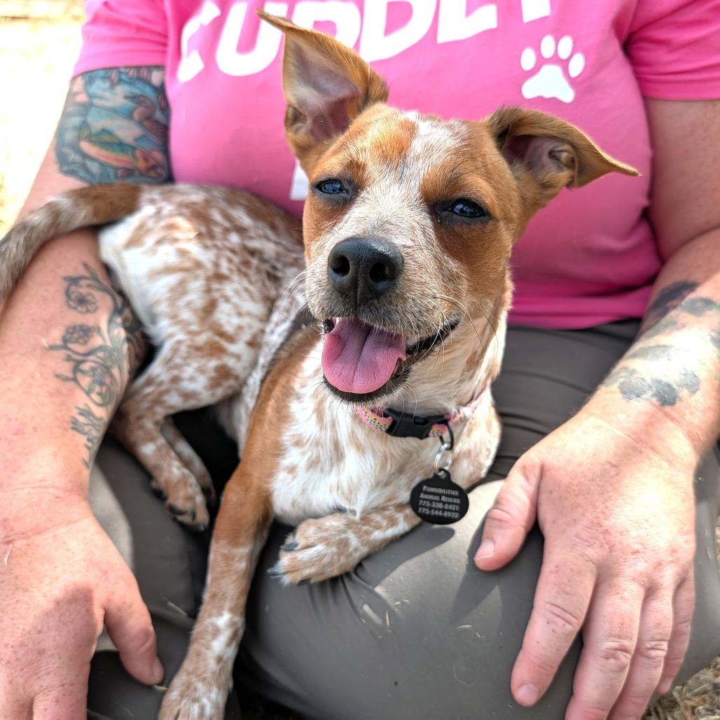 JoJo, a Adoptable mixed breed in Washoe Valley, NV image 5/6