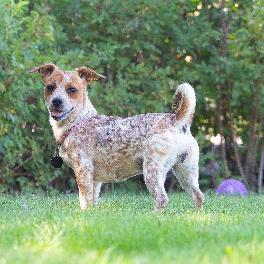JoJo, a Adoptable mixed breed in Washoe Valley, NV image 6/6