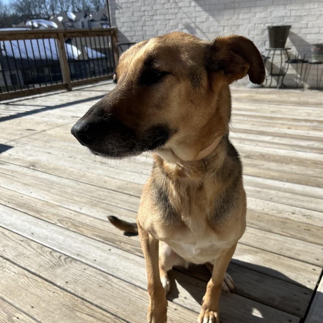 Enlarge Big River, a Adoptable mixed breed in Little Rock, AR image 1/6