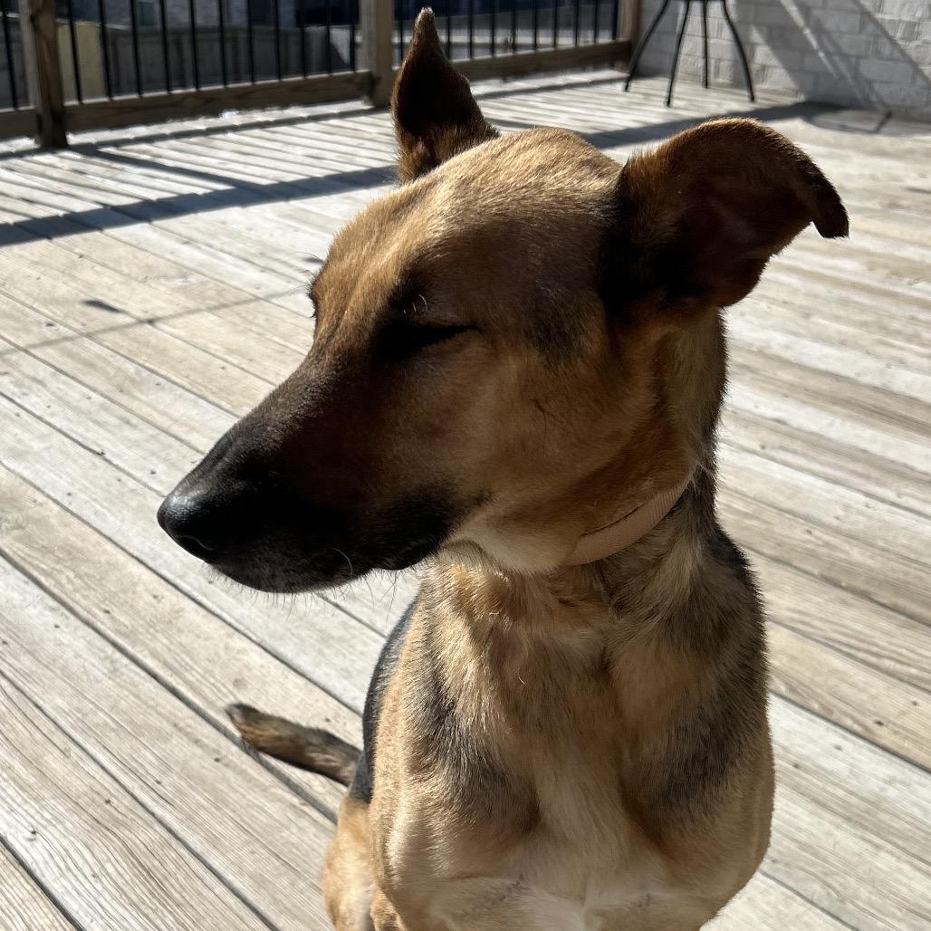 Enlarge Big River, a Adoptable mixed breed in Little Rock, AR image 2/6