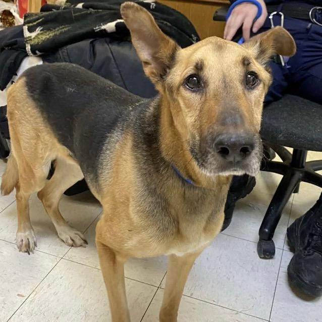 Enlarge Big River, a Adoptable mixed breed in Little Rock, AR image 3/6