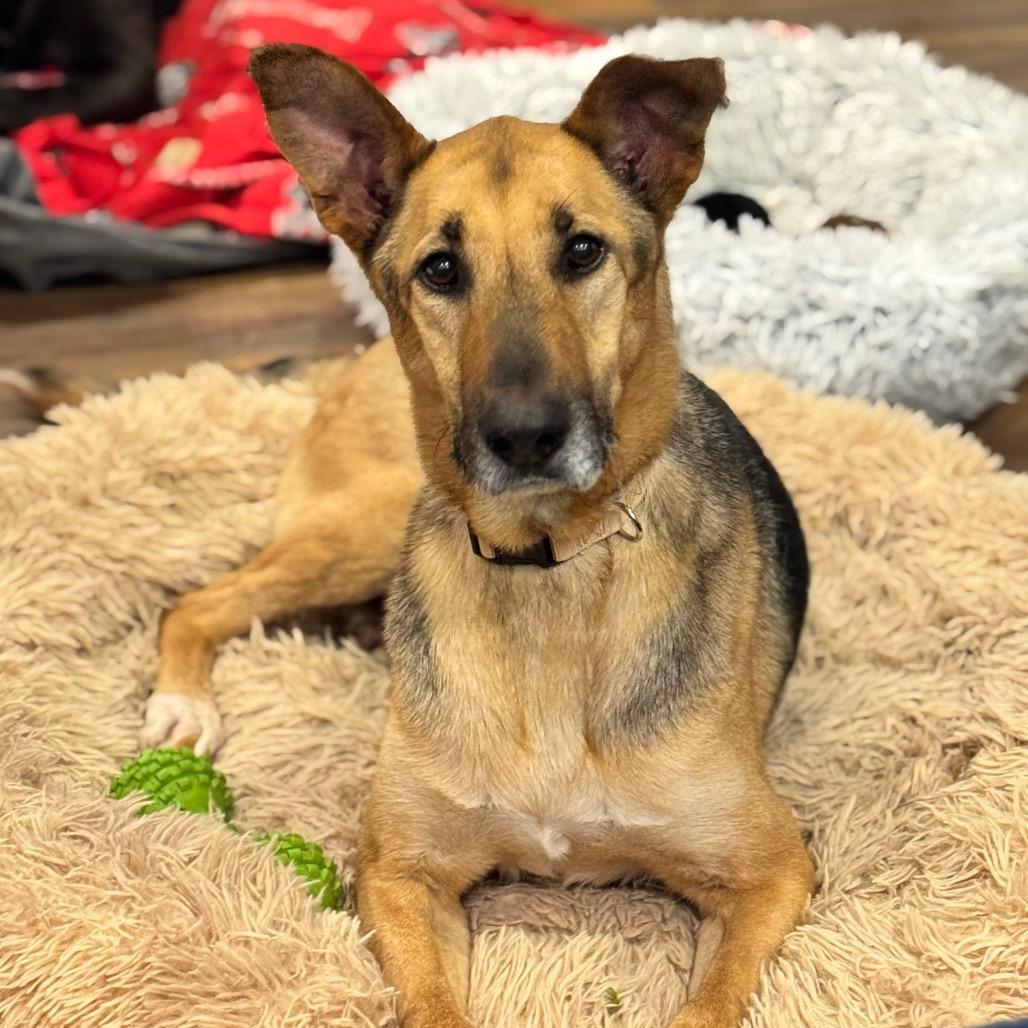 Enlarge Big River, a Adoptable mixed breed in Little Rock, AR image 4/6