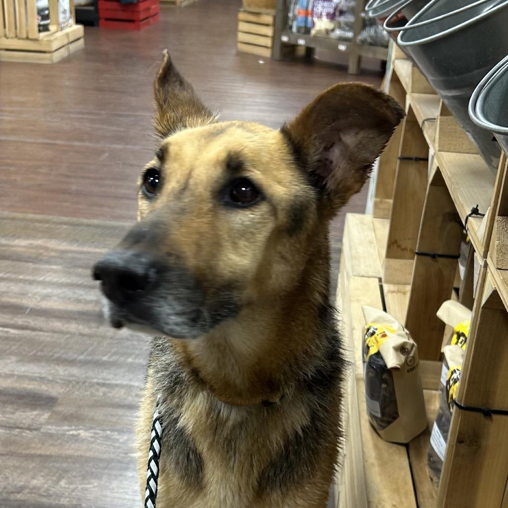 Enlarge Big River, a Adoptable mixed breed in Little Rock, AR image 5/6