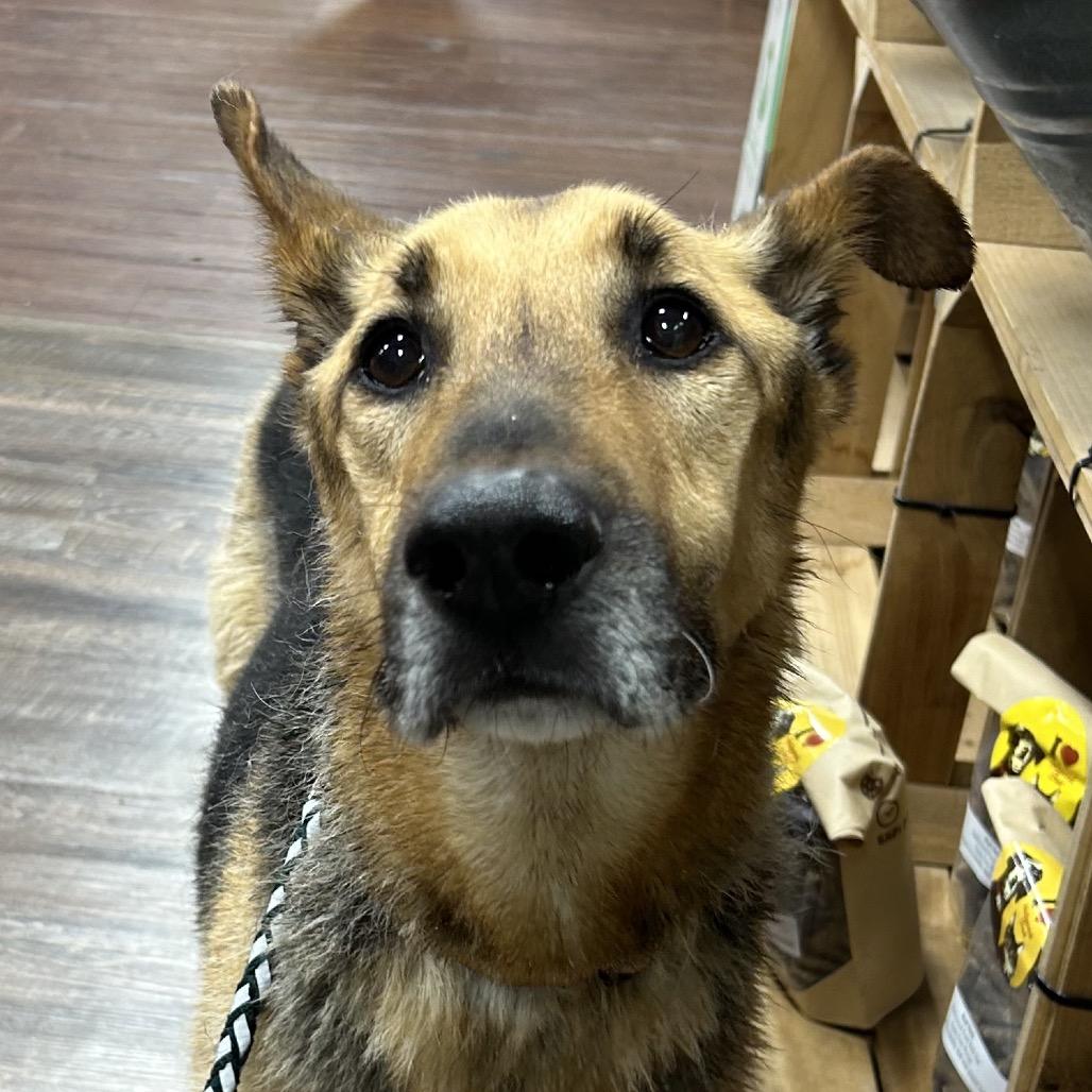 Enlarge Big River, a Adoptable mixed breed in Little Rock, AR image 6/6