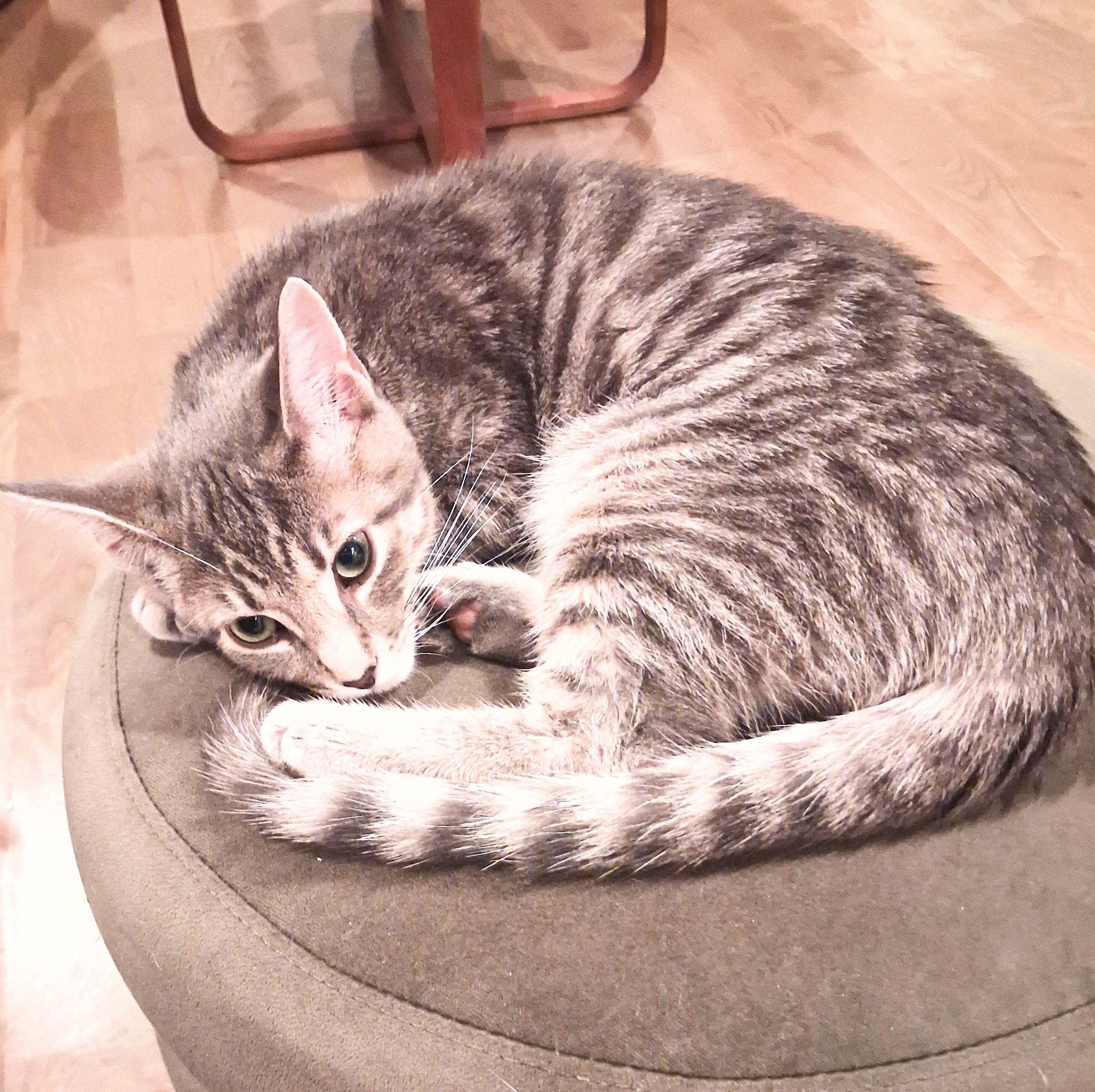 Enlarge Heath , One Cool Cat, a Adoptable mixed breed in Columbus, OH image 4/4