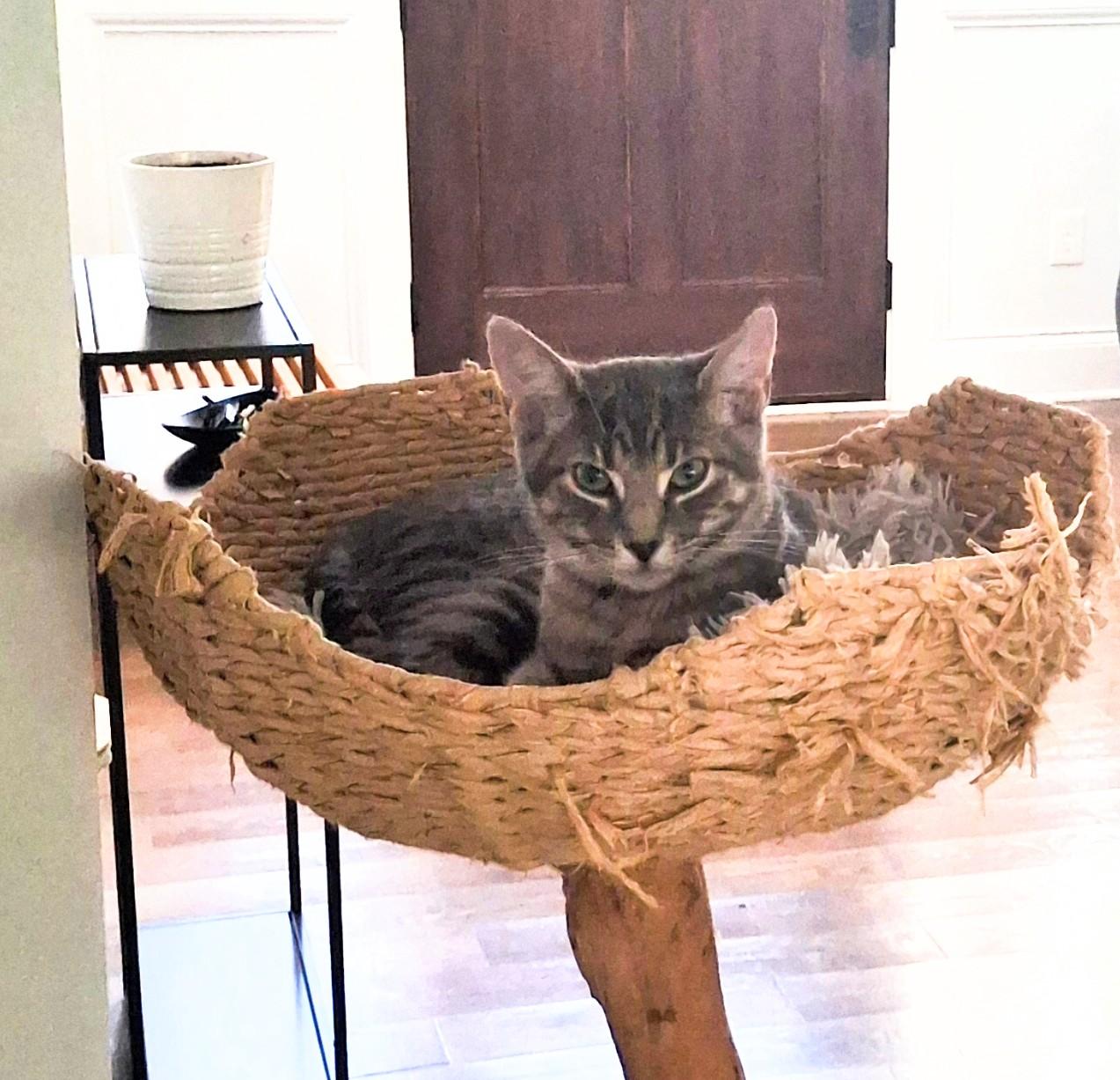 Enlarge Heath , One Cool Cat, a Adoptable mixed breed in Columbus, OH image 3/4
