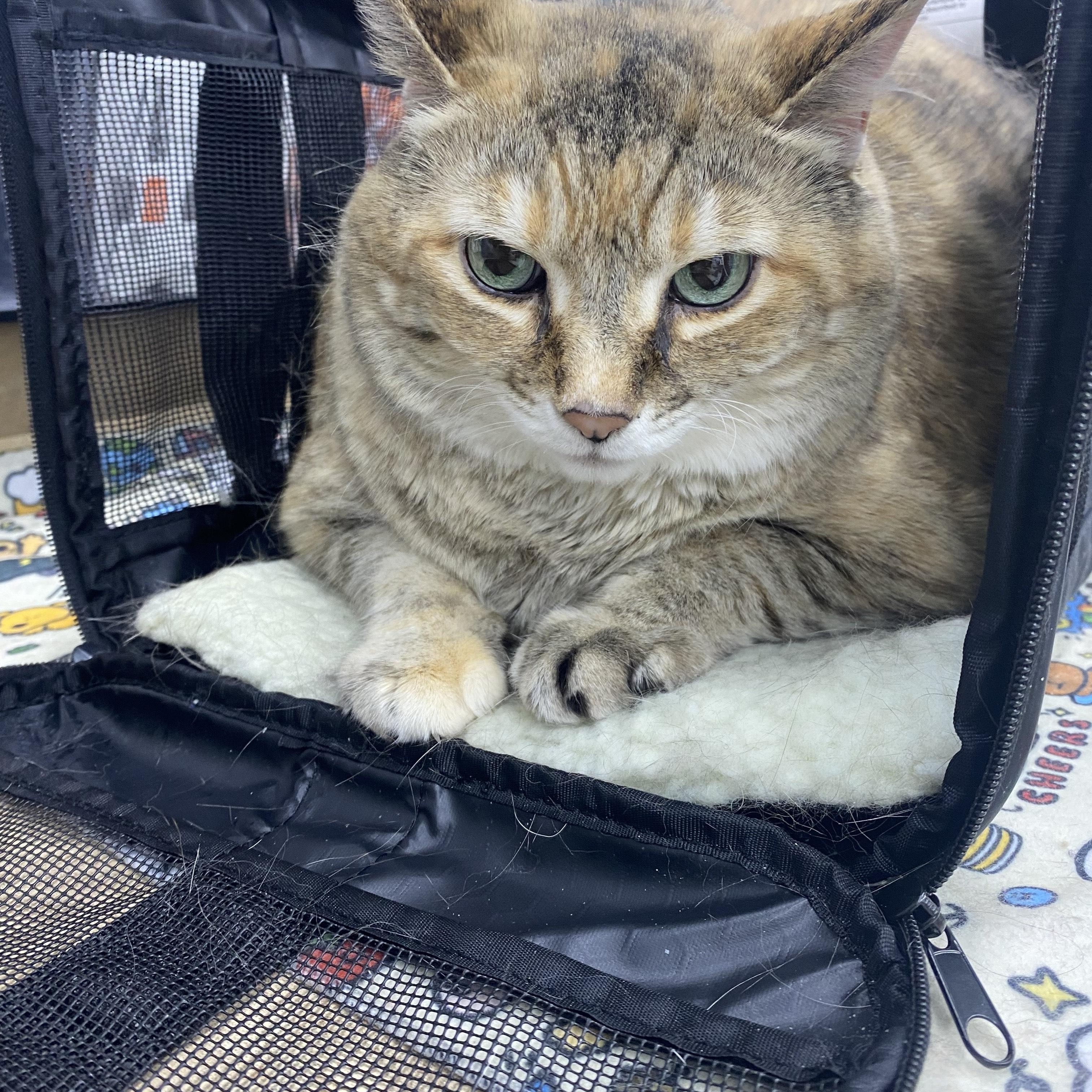 Luna, a ADOPTABLE Domestic Short Hair in Belleville, MI image 3/3