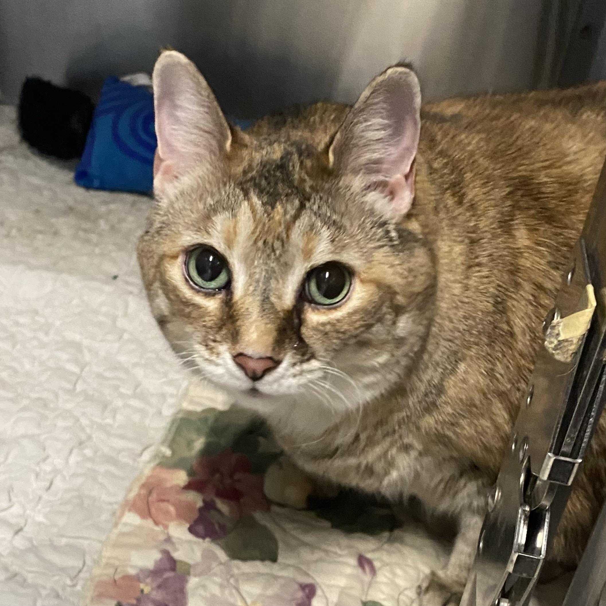 Luna, a ADOPTABLE Domestic Short Hair in Belleville, MI image 2/3