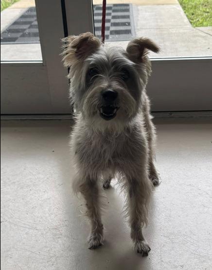 Stanley, Adoptable, Young Male Terrier.
