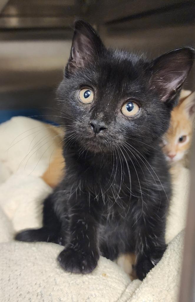 Dolly, Adoptable, Kitten Female Domestic Short Hair.