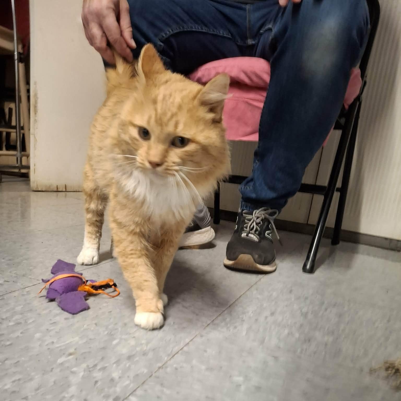 Enlarge Charlie, an adopted Domestic Long Hair in Vine Grove, KY image 5/6