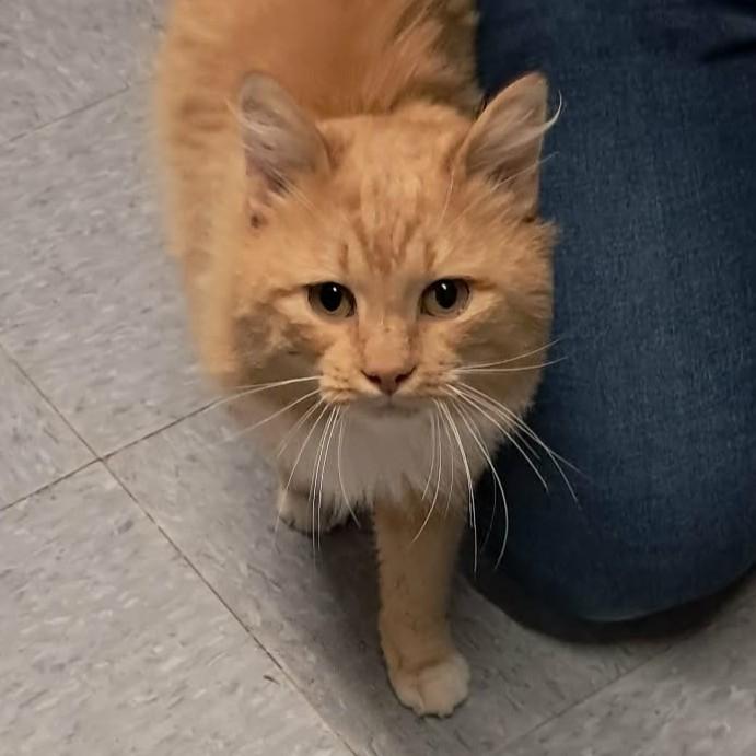 Enlarge Charlie, an adopted Domestic Long Hair in Vine Grove, KY image 2/6