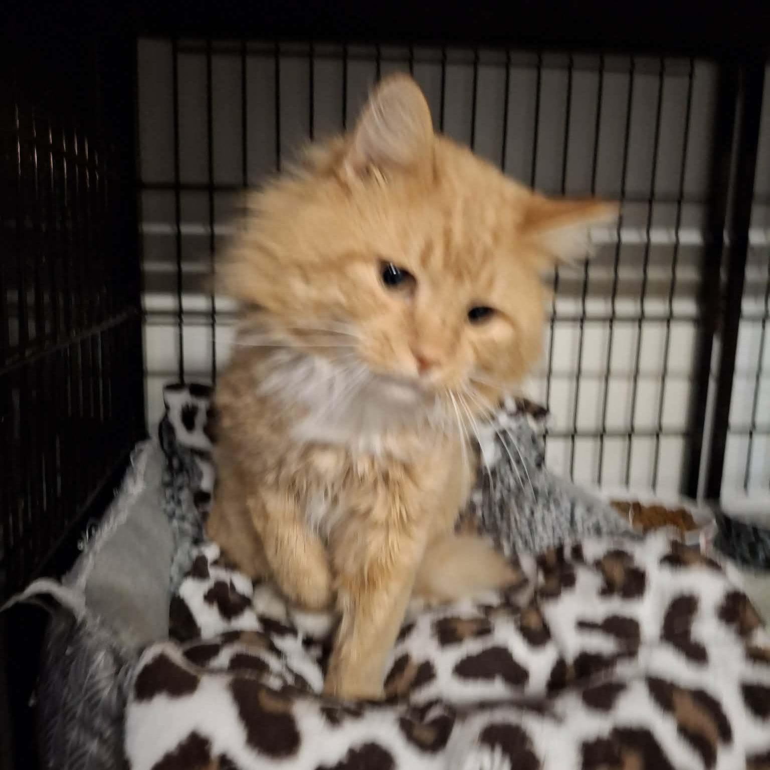 Enlarge Charlie, an adopted Domestic Long Hair in Vine Grove, KY image 3/6