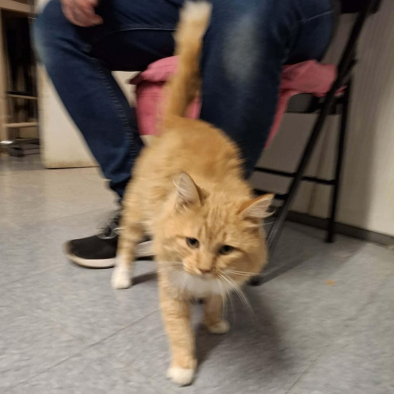 Enlarge Charlie, an adopted Domestic Long Hair in Vine Grove, KY image 4/6