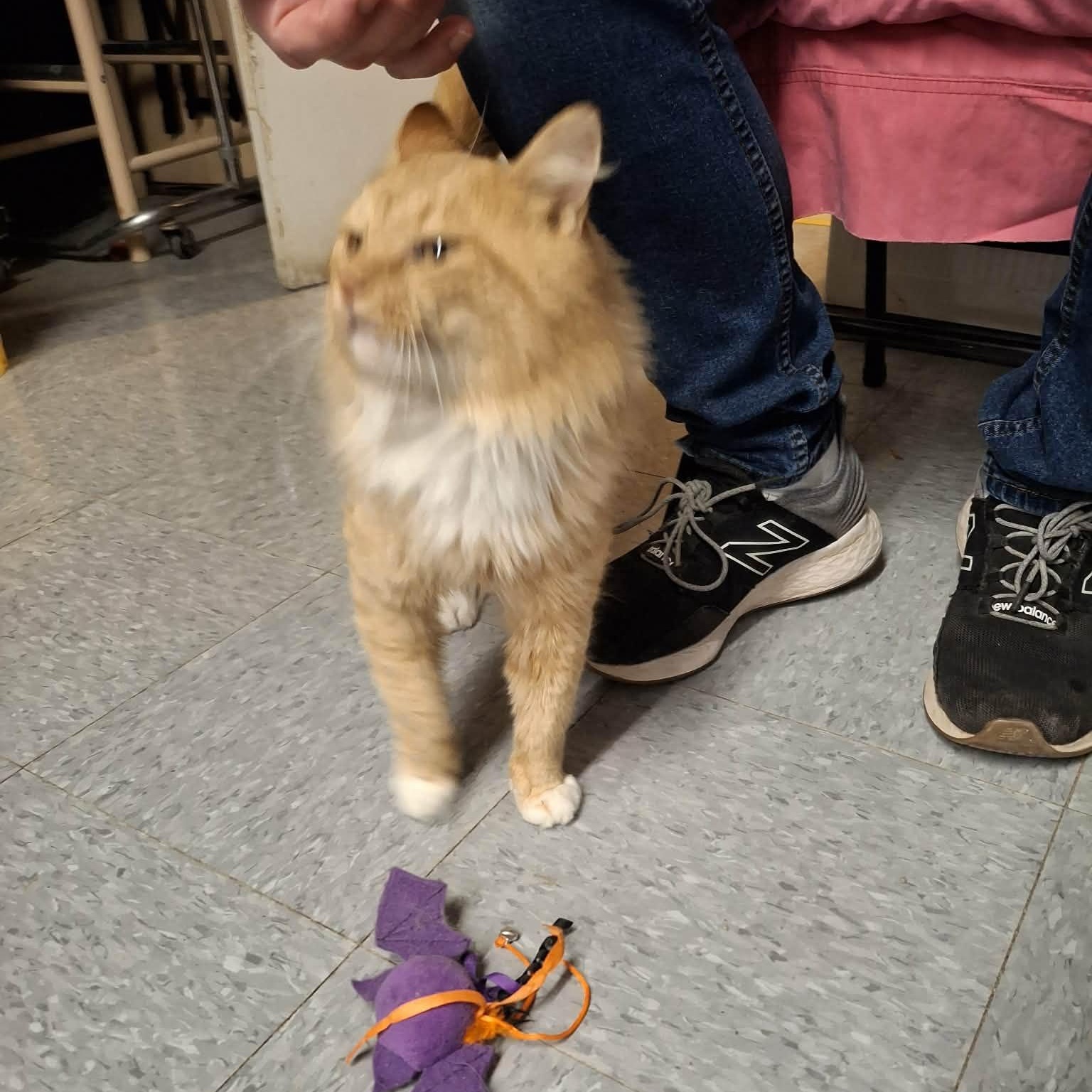 Enlarge Charlie, an adopted Domestic Long Hair in Vine Grove, KY image 6/6