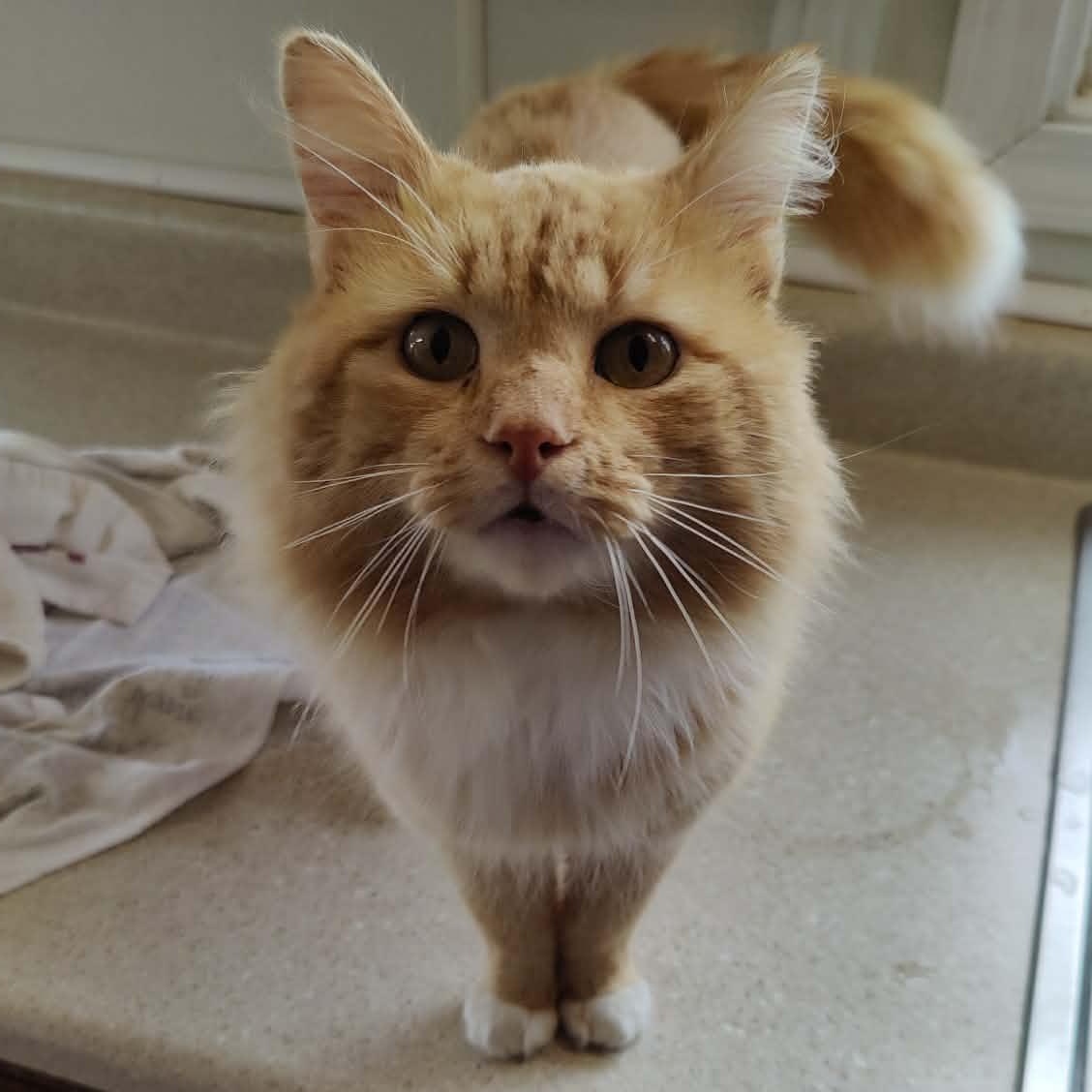 Enlarge Charlie, an adopted Domestic Long Hair in Vine Grove, KY image 1/6