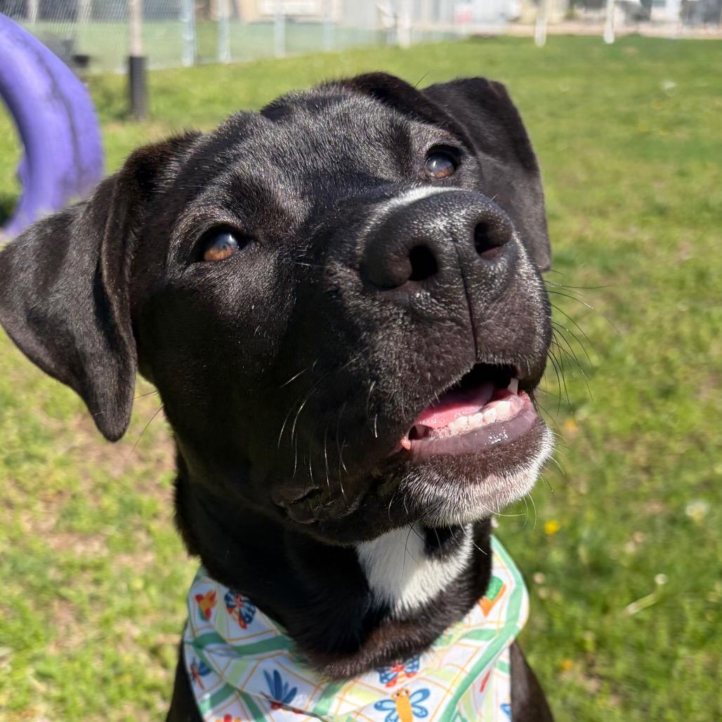 Enlarge Sloane, a Adoptable mixed breed in Pekin, IL image 1/6