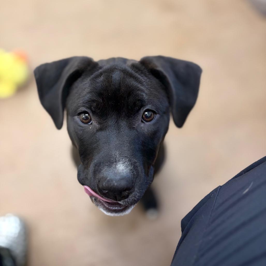 Sloane, Adoptable, Puppy Female Pit Bull Terrier & Husky.