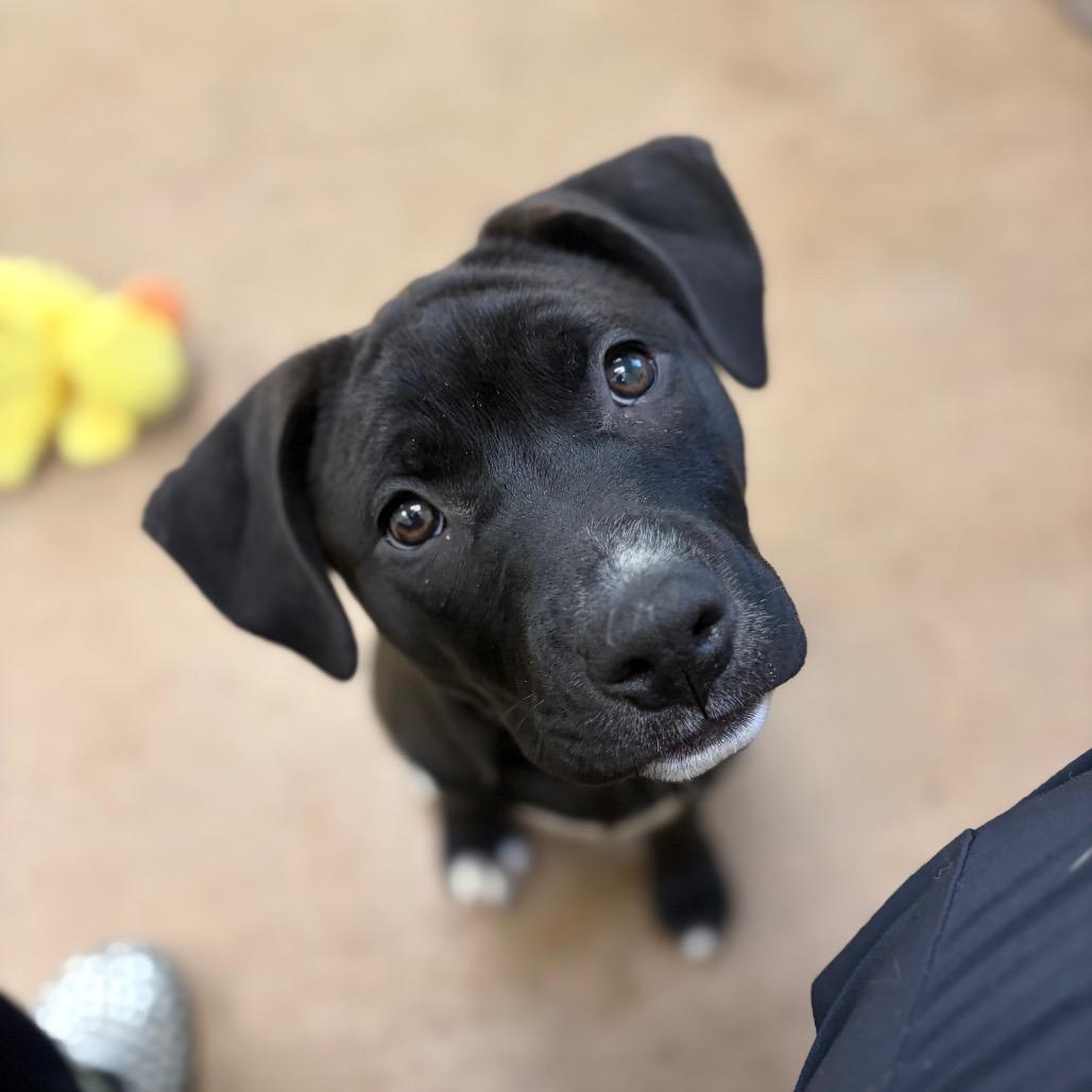 Enlarge Sloane, a Adoptable mixed breed in Pekin, IL image 2/4