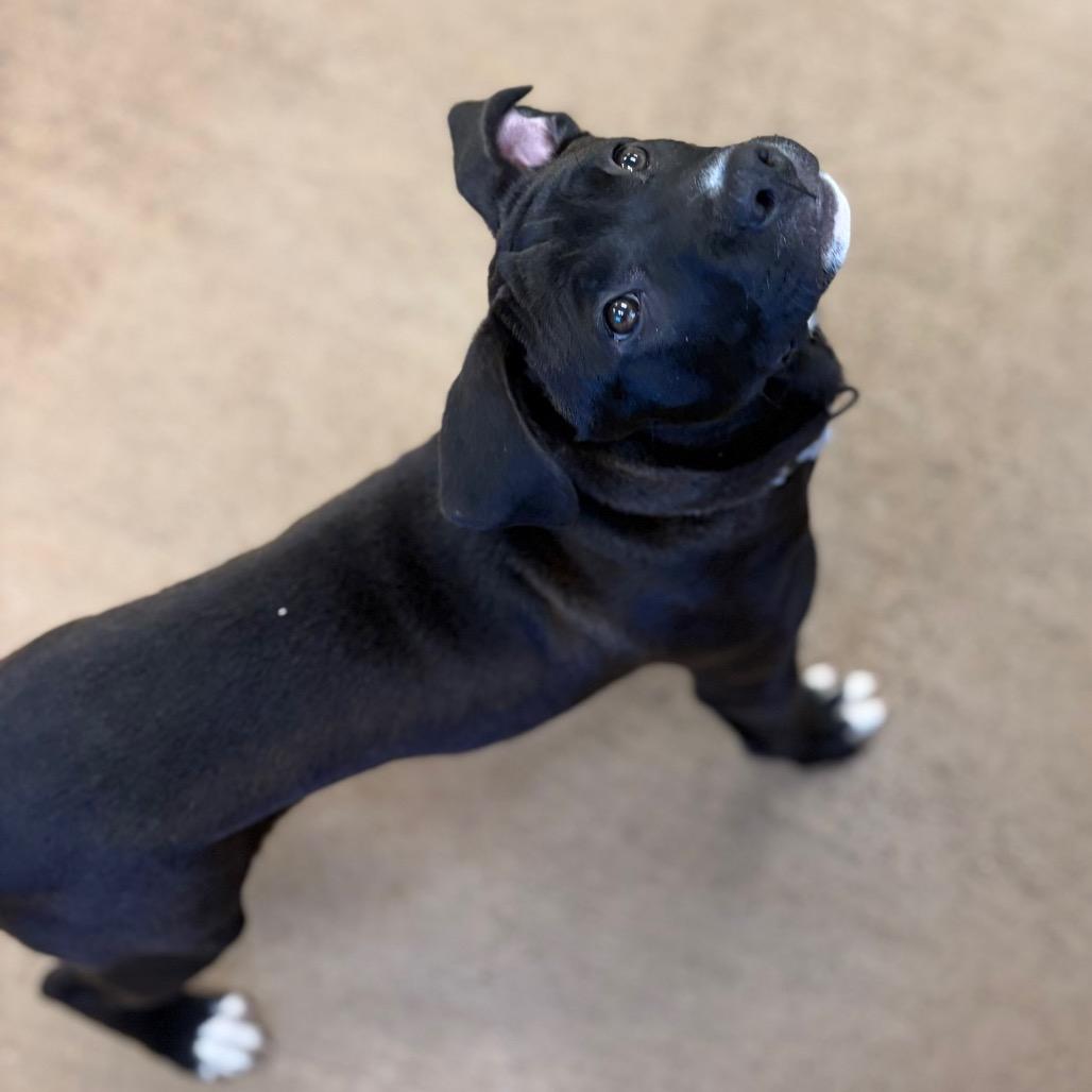 Enlarge Sloane, a Adoptable mixed breed in Pekin, IL image 3/4