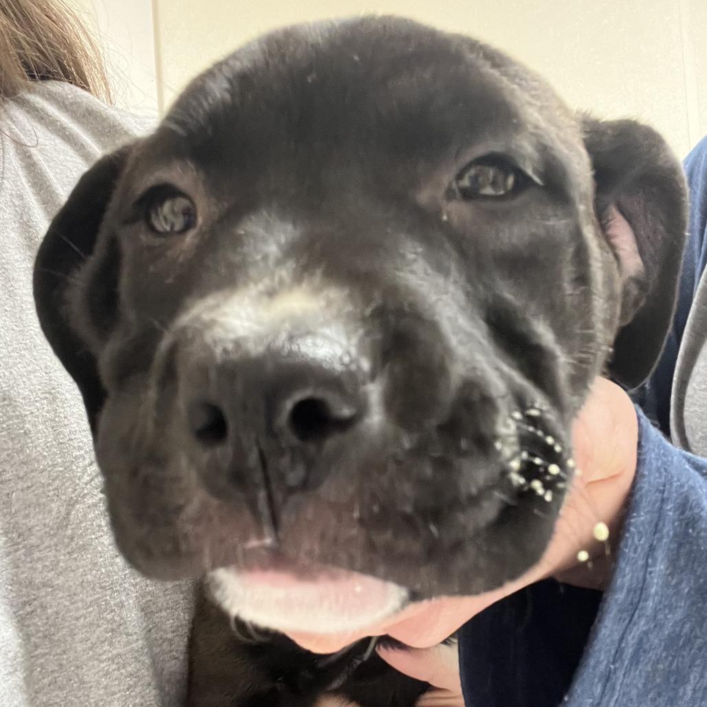 Enlarge Sloane, a Adoptable mixed breed in Pekin, IL image 4/4