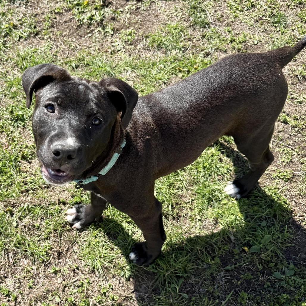 Enlarge Sloane, a Adoptable mixed breed in Pekin, IL image 6/6
