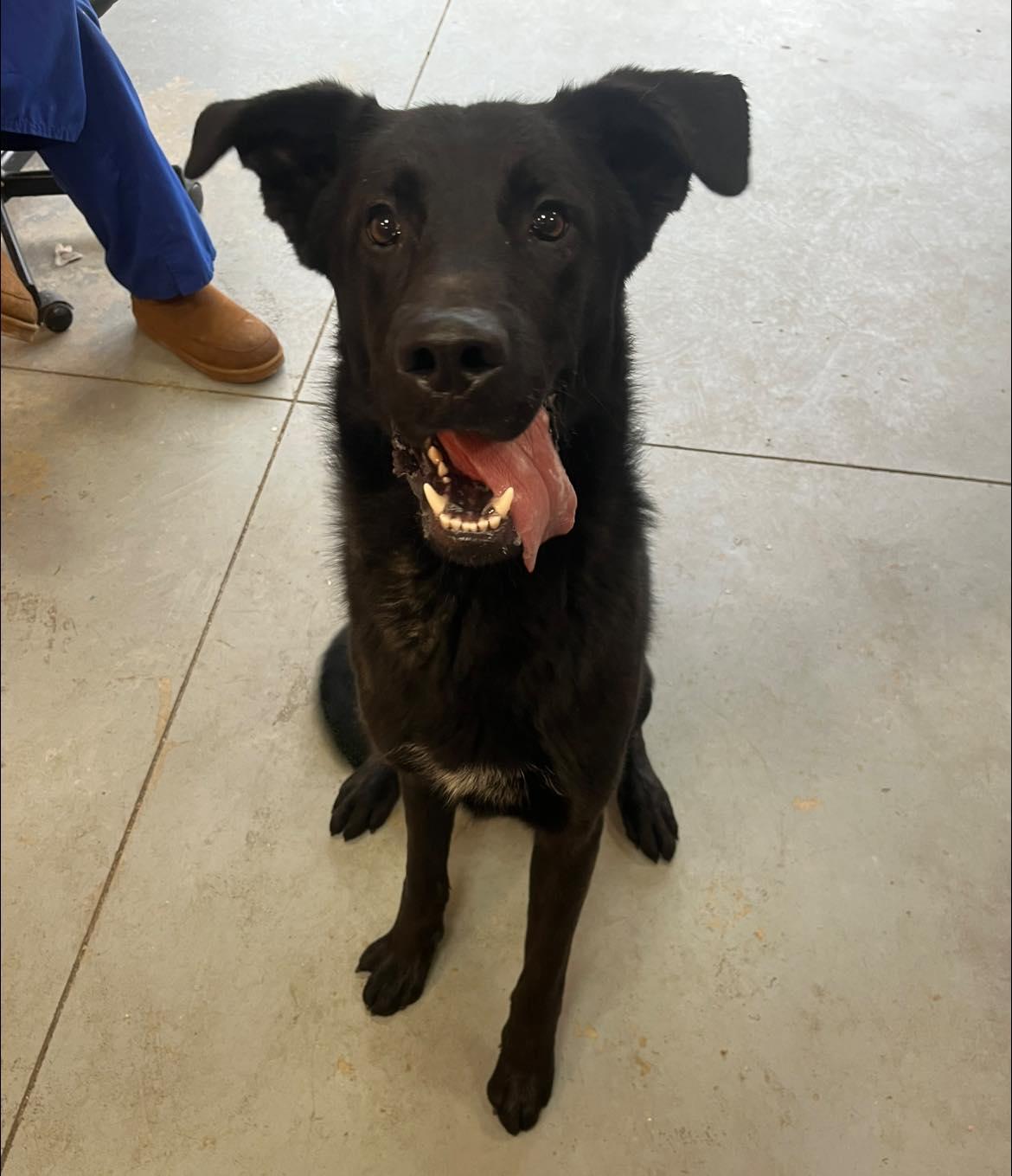 BingBong , a ADOPTABLE mixed breed in Lincoln Park, MI image 2/3